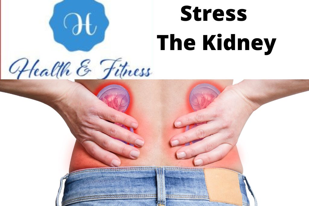 Stress the kidney