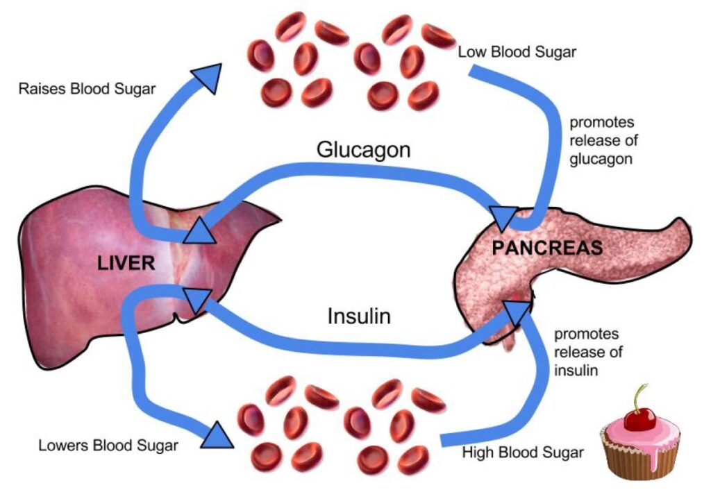Keeps blood glucose under control