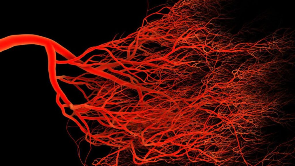 How our heart and blood vessels work