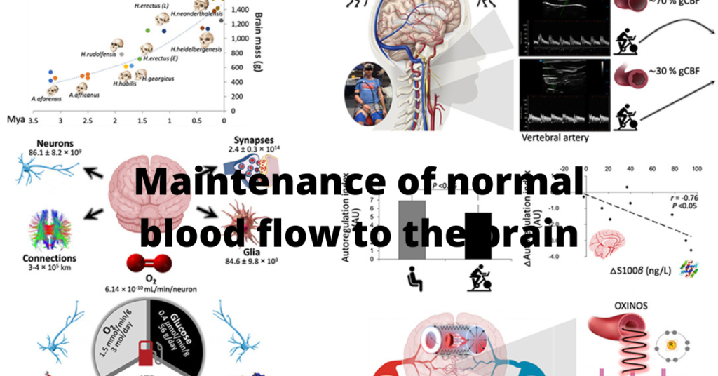Maintenance of normal blood flow to the brain