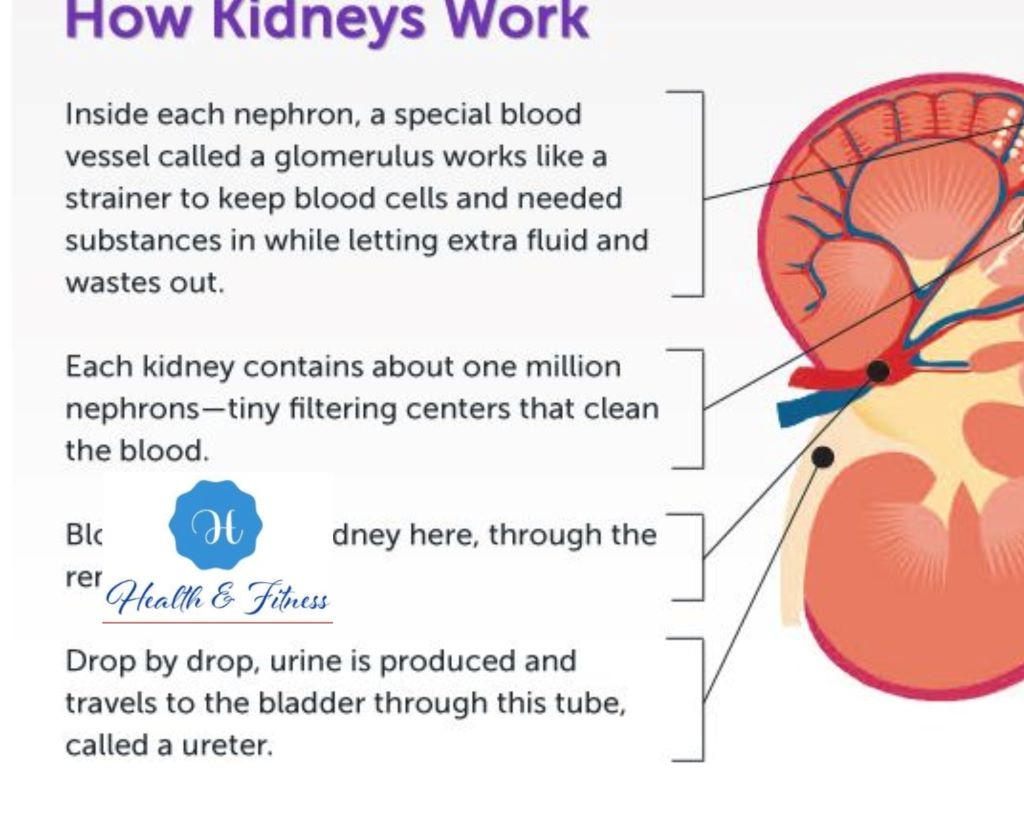 How do your kidneys perform the function of filtering your blood