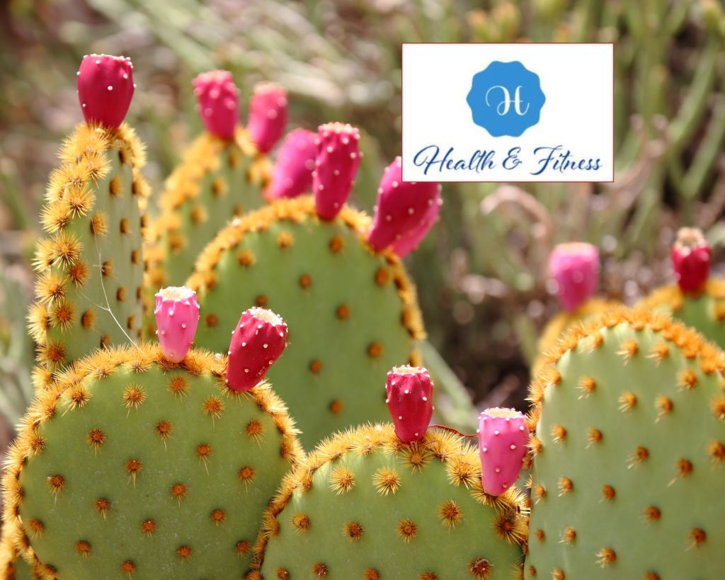 The prickly pear cactus