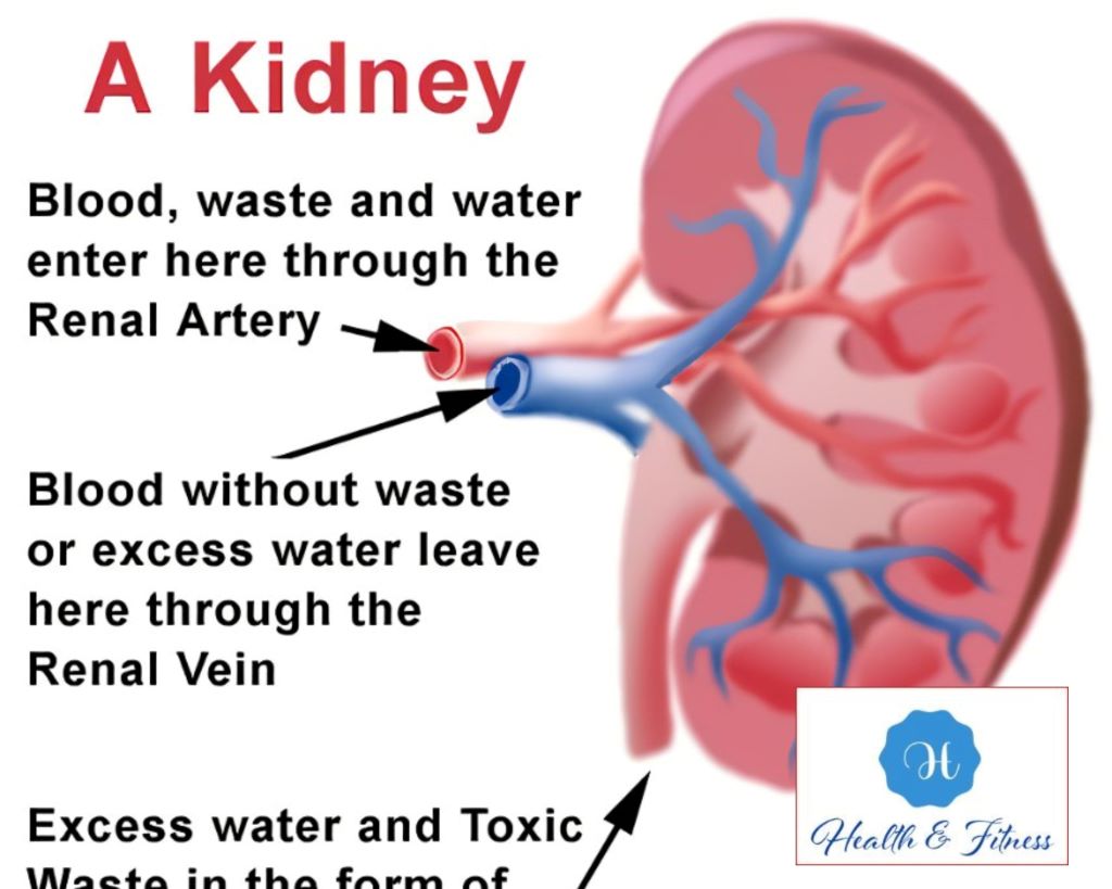 What exactly are the kidneys responsible for in the body