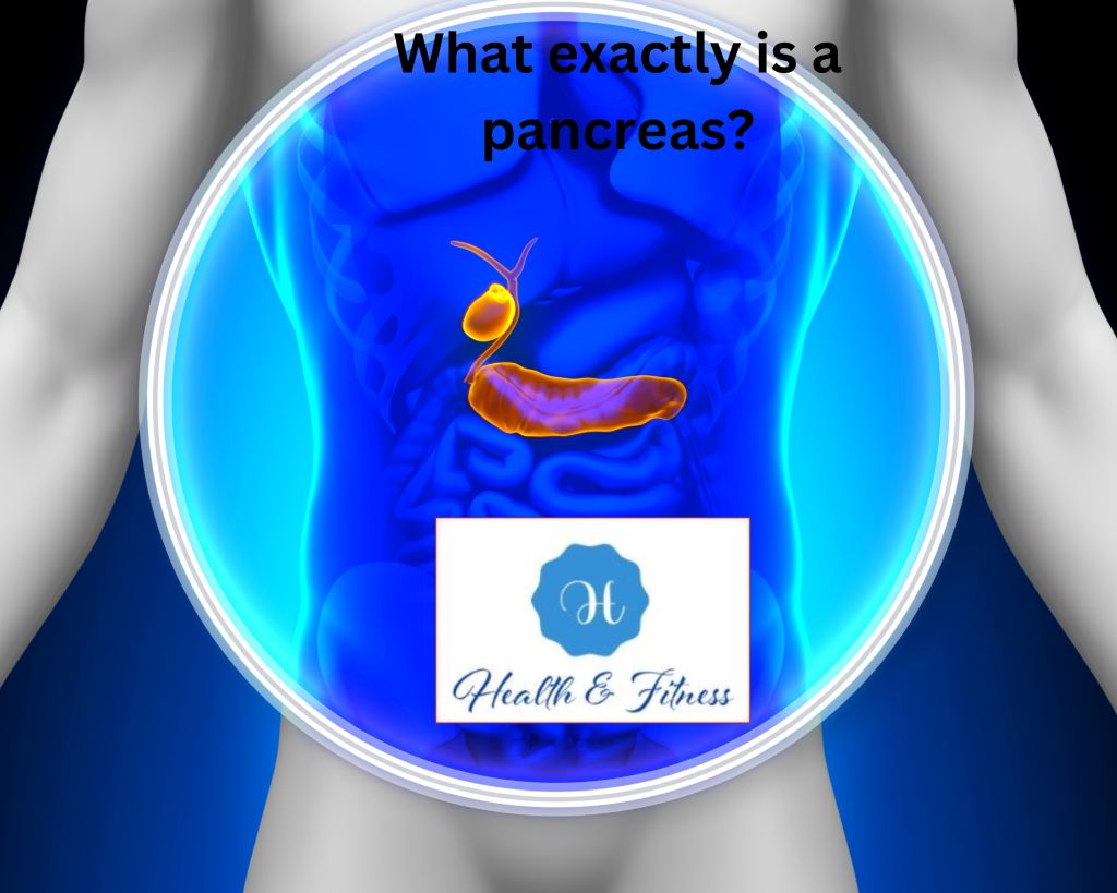 What exactly is a pancreas