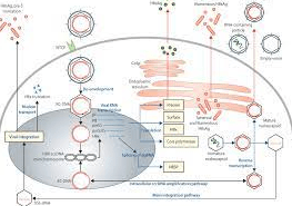 Protect yourself from Hepatitis B