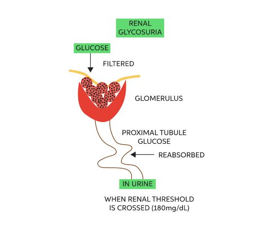 Renal glycosuria