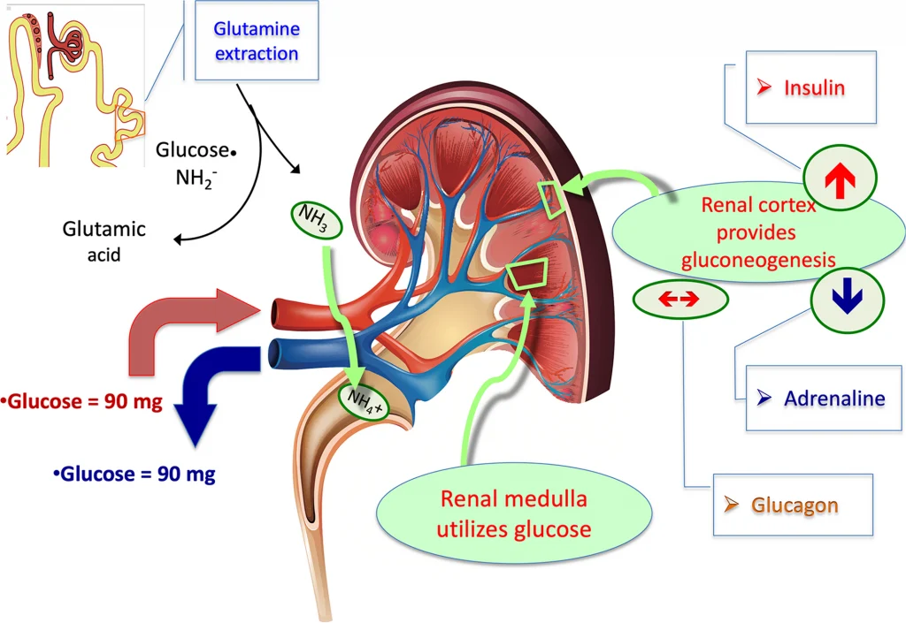 Renal glycosuria