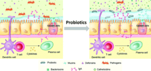 Probiotics and diarrhea