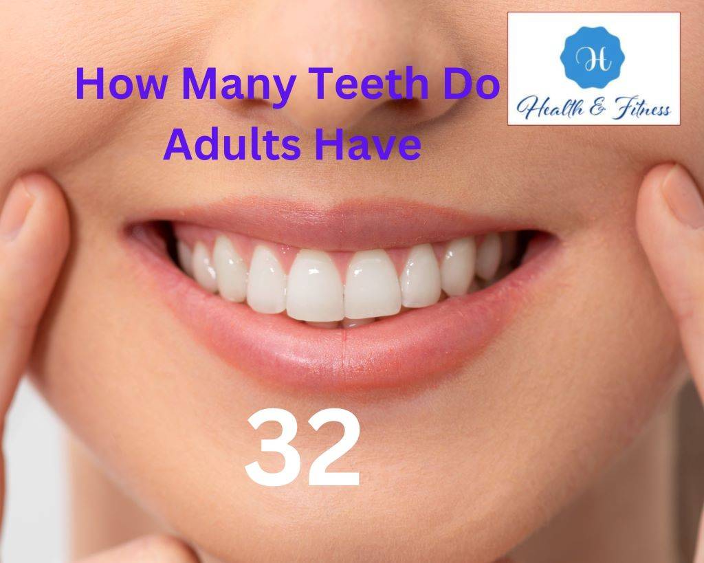 How Many Teeth Do Adults Have