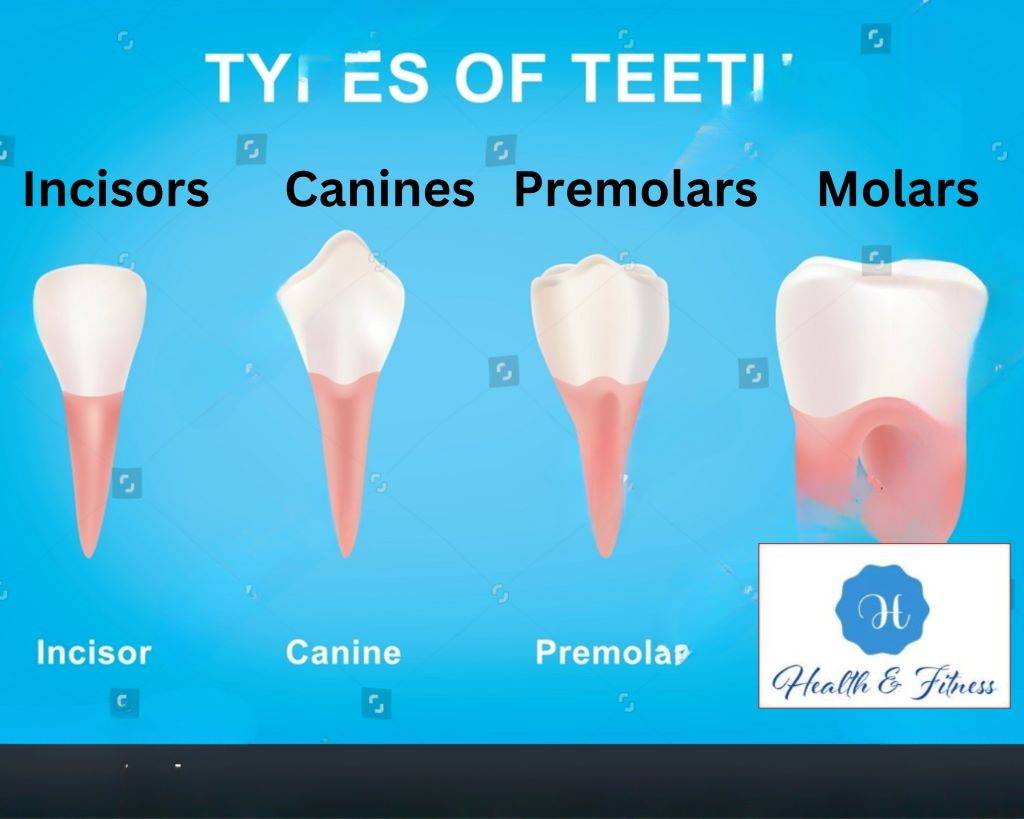 The Magic Number How Many Teeth Do Adults Have