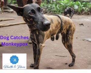 Dog Catches Monkeypox