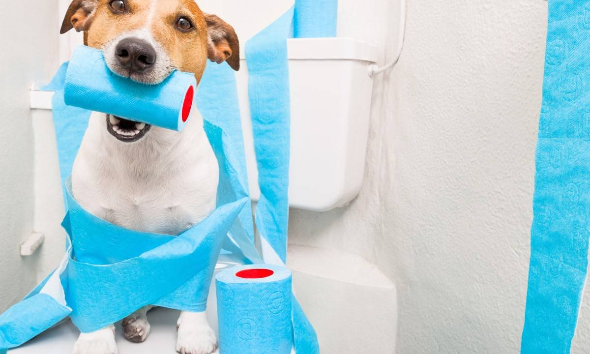 Understanding Dog Diarrhea with Blood