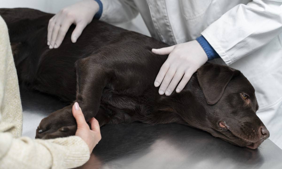 When to Seek Veterinary Care for Dog Diarrhea with Blood